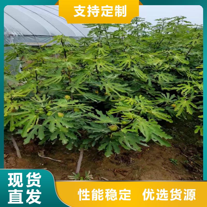 无花果辣椒苗24小时下单发货