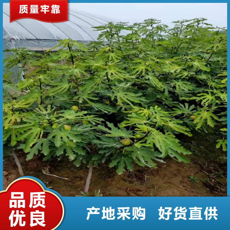 无花果苹果苗生产厂家