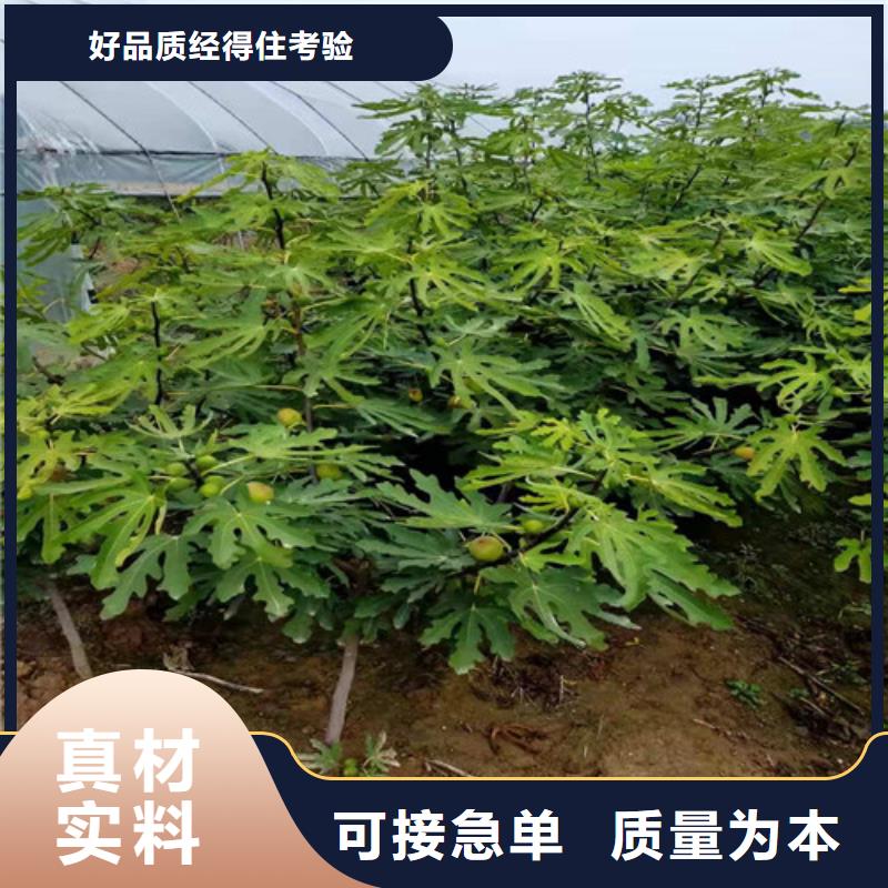 无花果苹果苗生产厂家