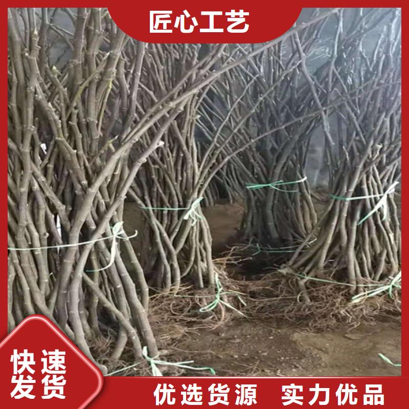 无花果香椿树苗诚信商家