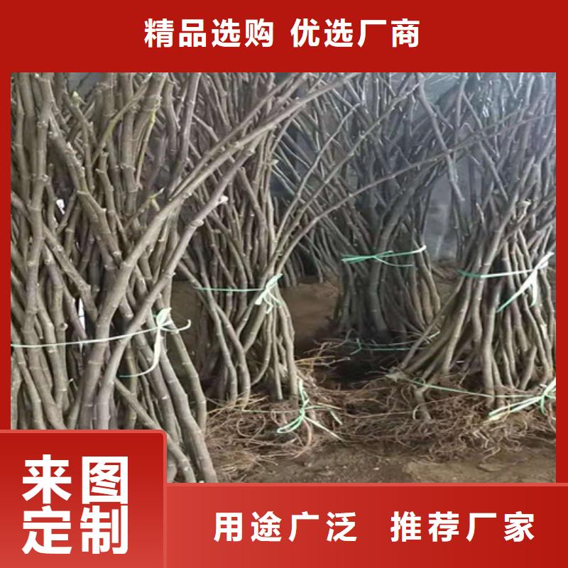 无花果,【薄壳板栗苗】从源头保证品质-市场覆盖|埇桥|萧县|蚌埠|黄山|宣城|滁州|安庆-诚信商务网
