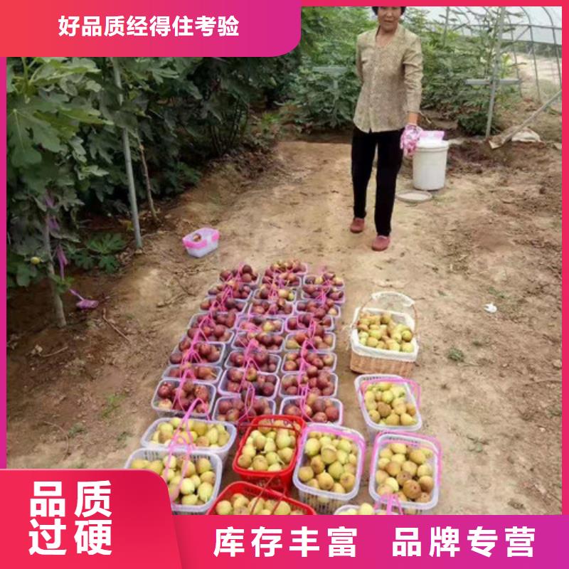 梨树苗视频-梨树苗_西藏林芝市市场覆盖察隅|墨脱|那曲|昌都|山南|阿里|日喀则|拉萨等