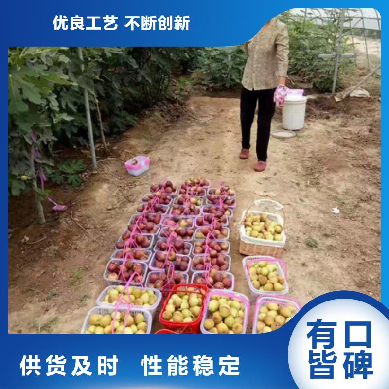无花果,【薄壳板栗苗】从源头保证品质-市场覆盖|埇桥|萧县|蚌埠|黄山|宣城|滁州|安庆-诚信商务网