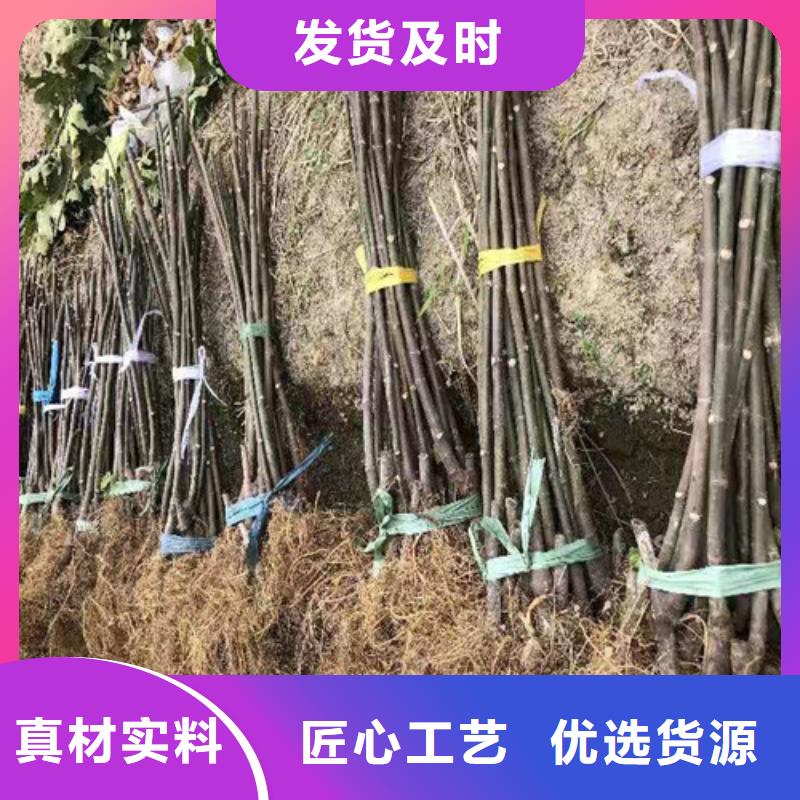无花果辣椒苗24小时下单发货