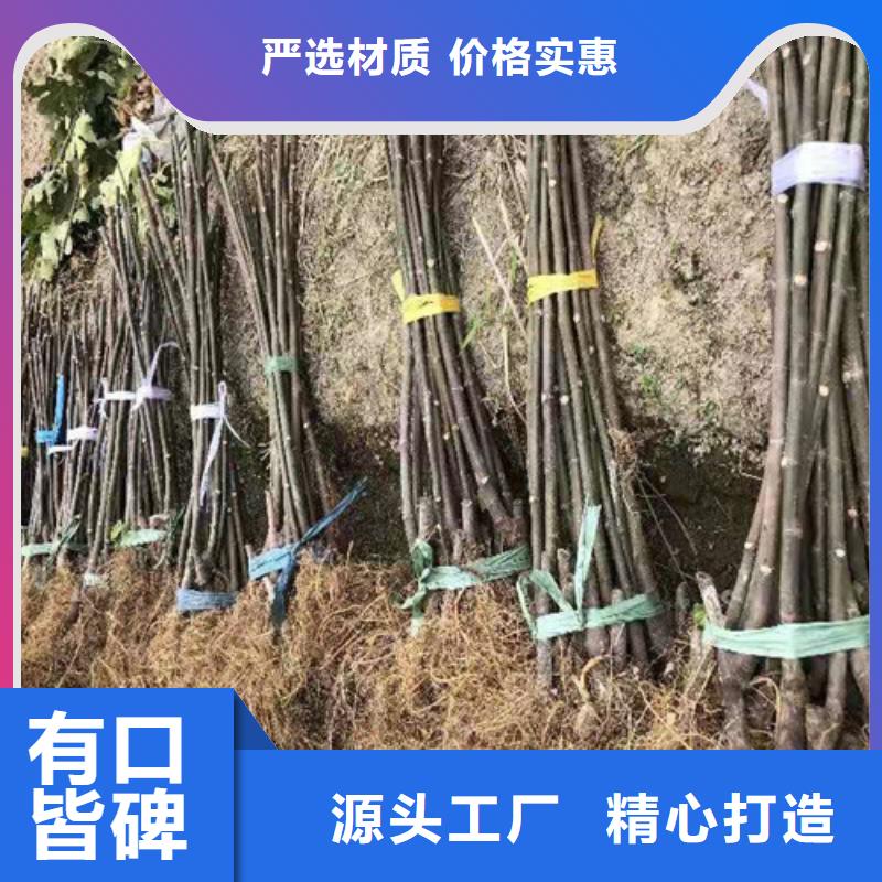 梨树苗视频-梨树苗_西藏林芝市市场覆盖察隅|墨脱|那曲|昌都|山南|阿里|日喀则|拉萨等