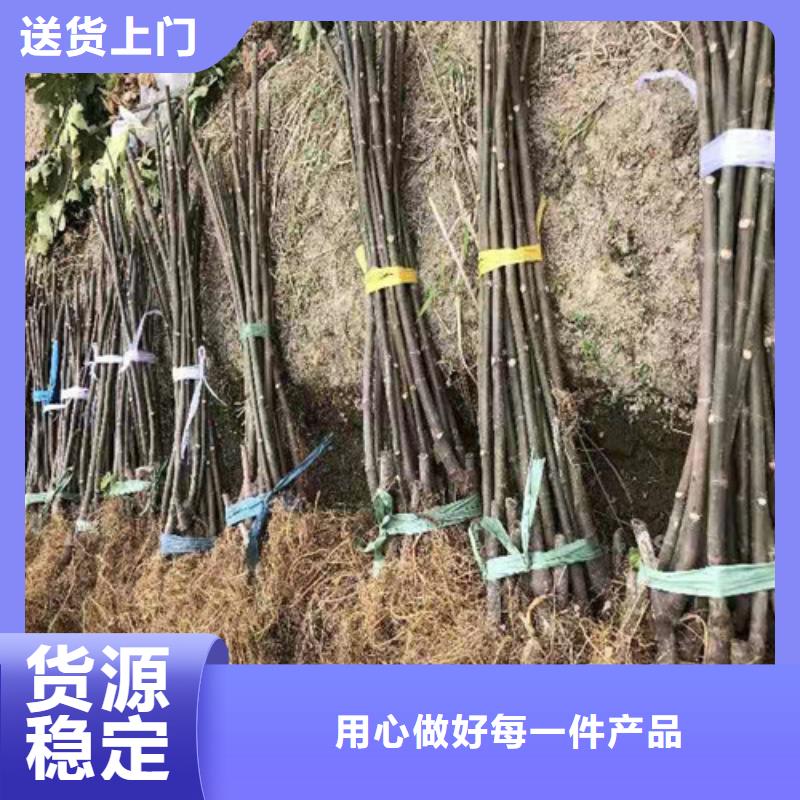 无花果金银花树苗按需定制