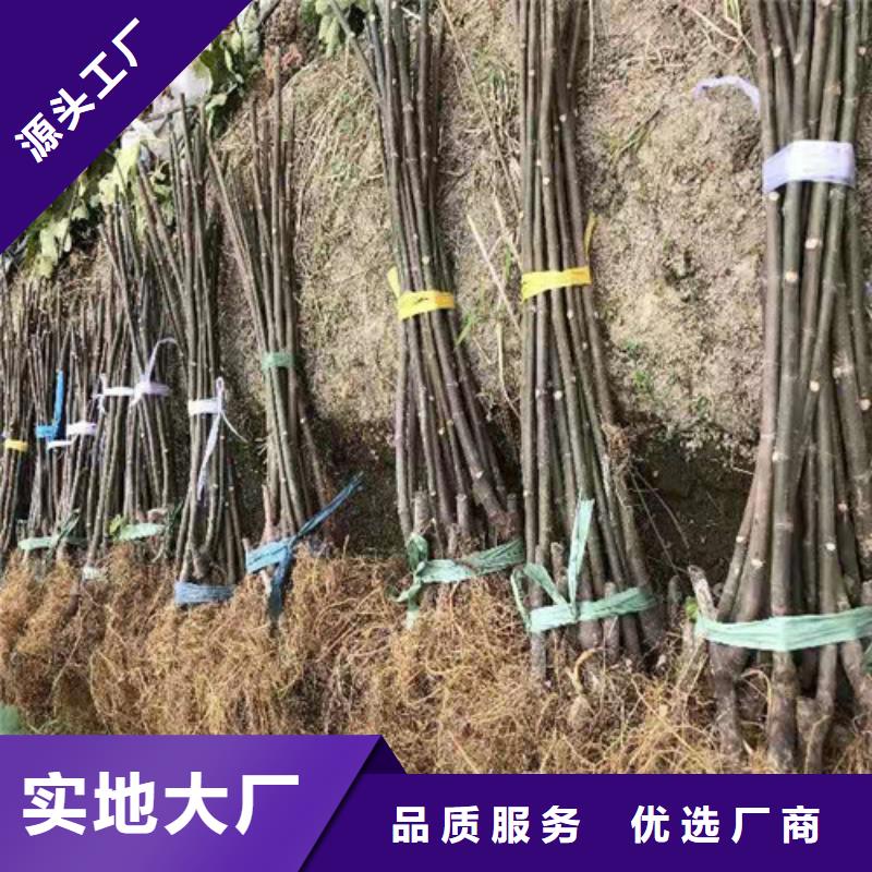 梨树苗视频-梨树苗(兴业)覆盖地域山东省济南市章丘|槐荫|淄博|泰安|潍坊|枣庄|菏泽