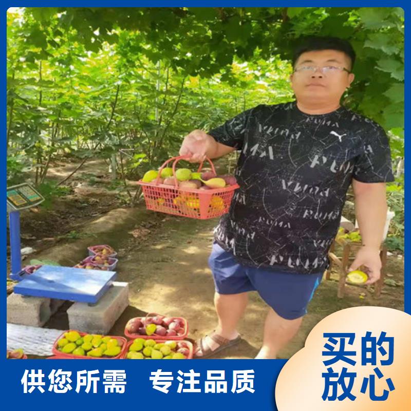 无花果金银花树苗按需定制