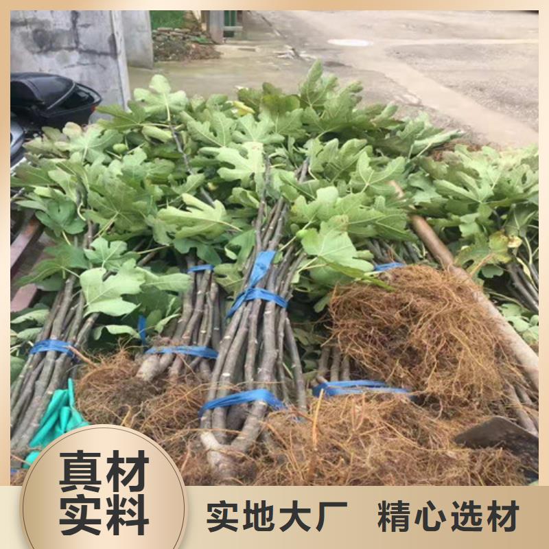 梨树苗视频-安徽省宿州市兴业梨树苗可服务区域灵璧|埇桥|六安|宣城|安庆|芜湖等
