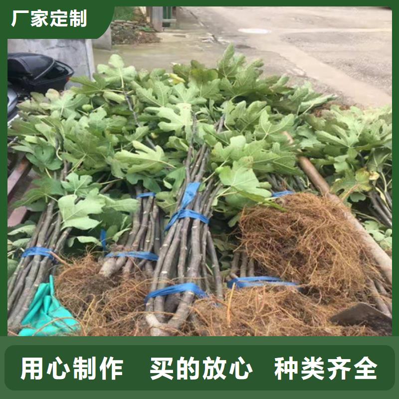 梨树苗视频-梨树苗(兴业)覆盖地域山东省济南市章丘|槐荫|淄博|泰安|潍坊|枣庄|菏泽