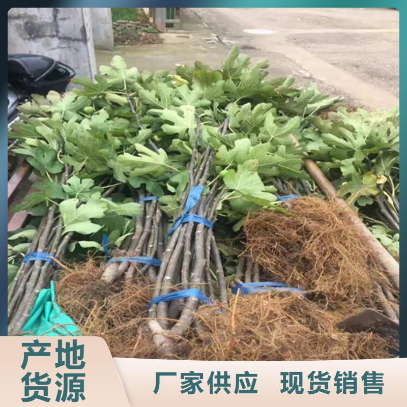 无花果-冬枣苗从厂家买售后有保障