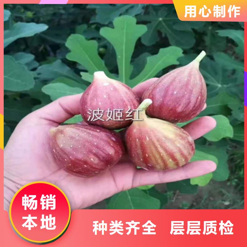无花果-冬枣苗从厂家买售后有保障