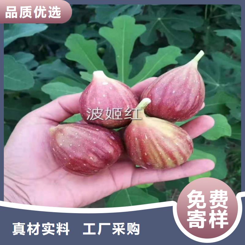 无花果辣椒苗24小时下单发货
