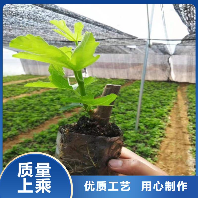 无花果,大棚草莓苗拒绝伪劣产品