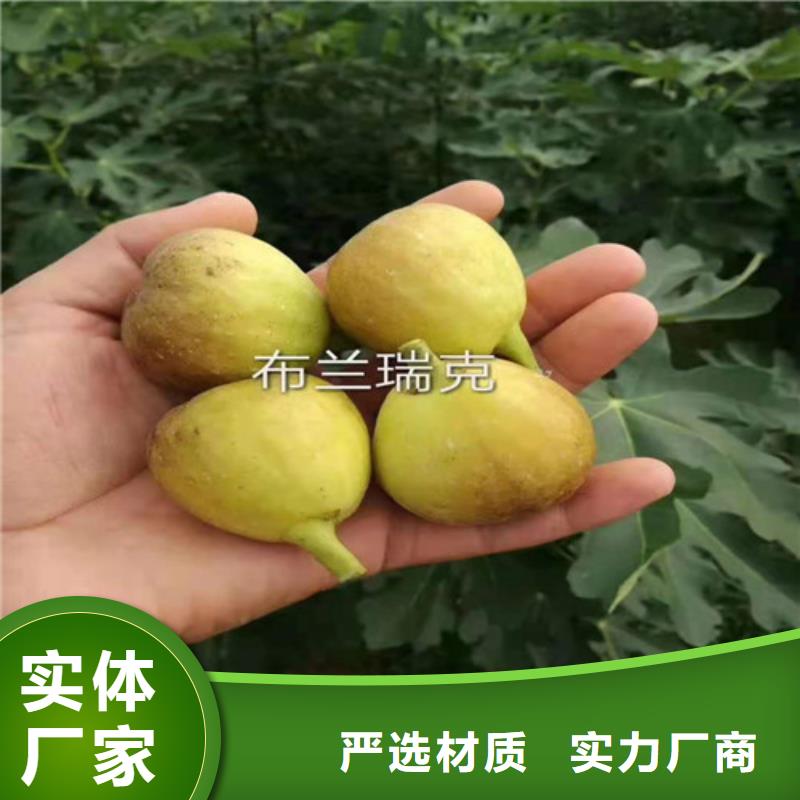 梨树苗视频-梨树苗_西藏林芝市市场覆盖察隅|墨脱|那曲|昌都|山南|阿里|日喀则|拉萨等