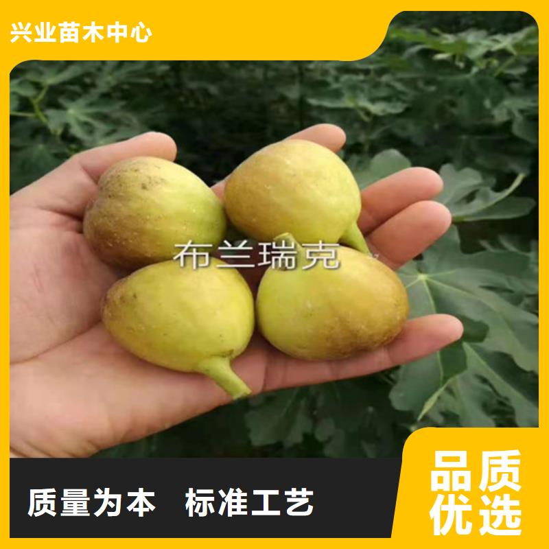 无花果玉露香梨苗支持批发零售