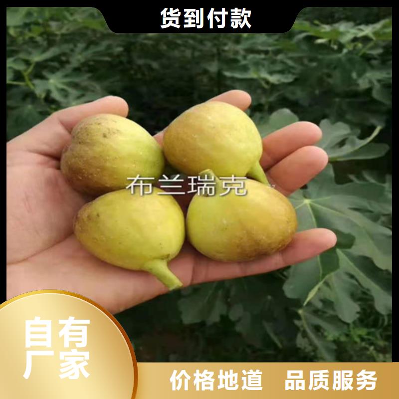 无花果辣椒苗24小时下单发货