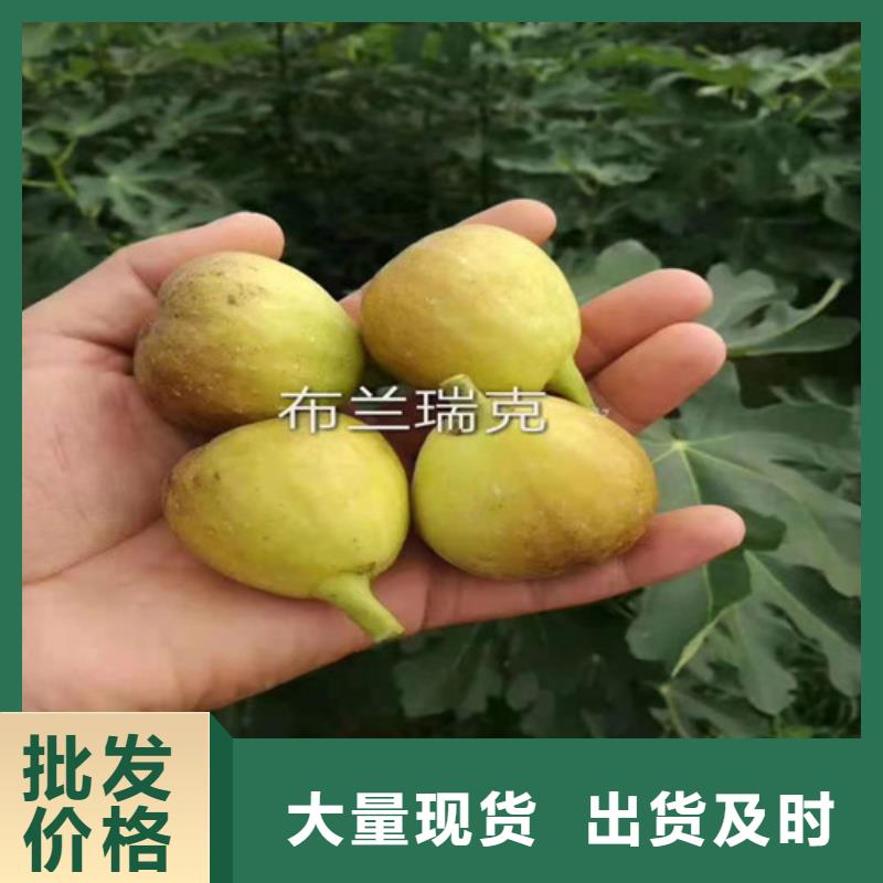梨树苗视频-梨树苗(兴业)覆盖地域山东省济南市章丘|槐荫|淄博|泰安|潍坊|枣庄|菏泽