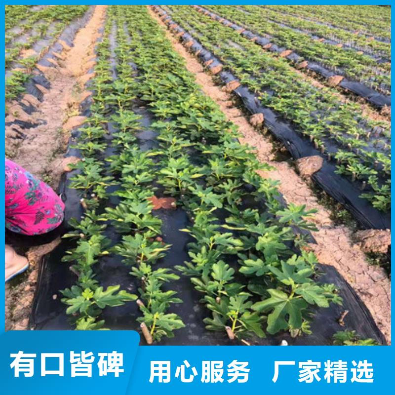 无花果香椿苗今日价格