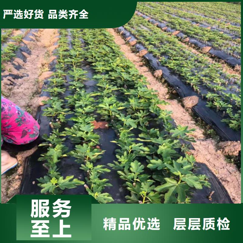 无花果苹果苗生产厂家