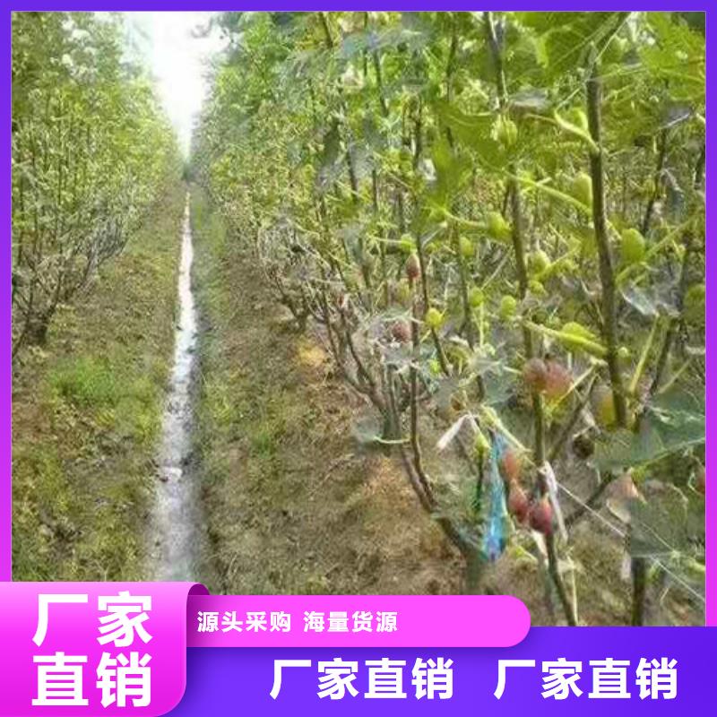 无花果玉露香梨苗支持批发零售