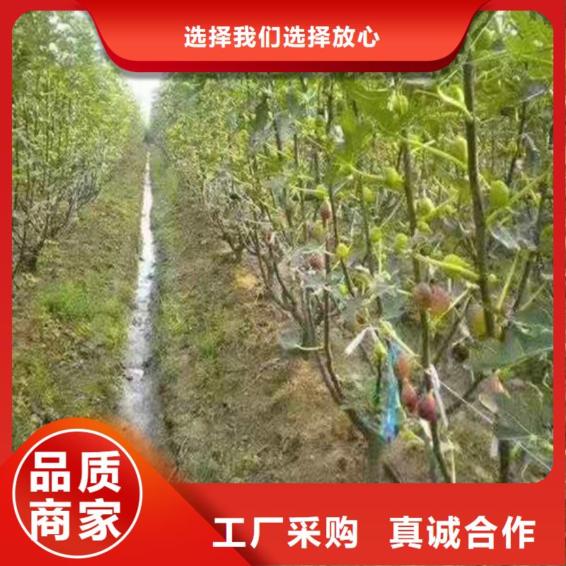 无花果,【薄壳板栗苗】从源头保证品质-市场覆盖|埇桥|萧县|蚌埠|黄山|宣城|滁州|安庆-诚信商务网