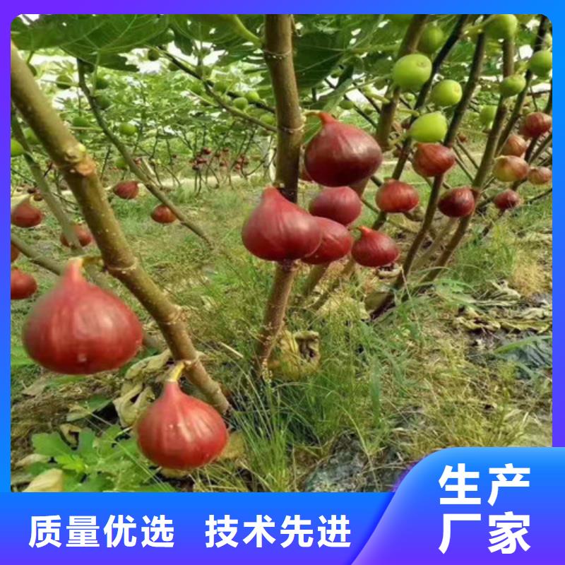 无花果,【薄壳板栗苗】从源头保证品质-市场覆盖|埇桥|萧县|蚌埠|黄山|宣城|滁州|安庆-诚信商务网
