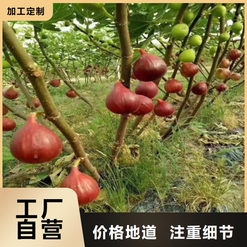梨树苗视频-梨树苗(兴业)覆盖地域山东省济南市章丘|槐荫|淄博|泰安|潍坊|枣庄|菏泽