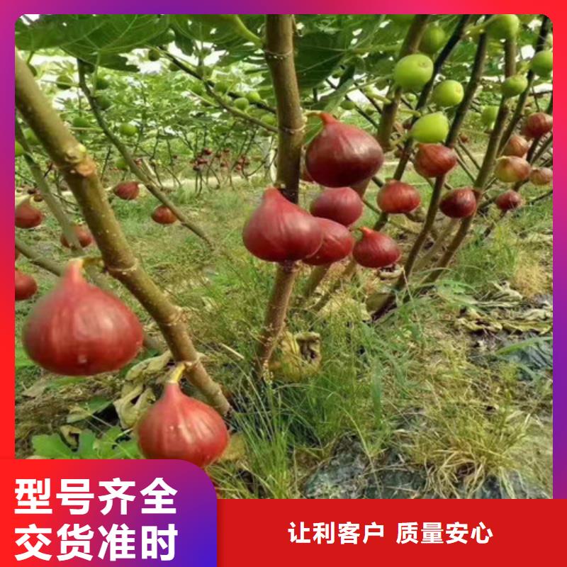 无花果,【薄壳板栗苗】从源头保证品质-市场覆盖|埇桥|萧县|蚌埠|黄山|宣城|滁州|安庆-诚信商务网