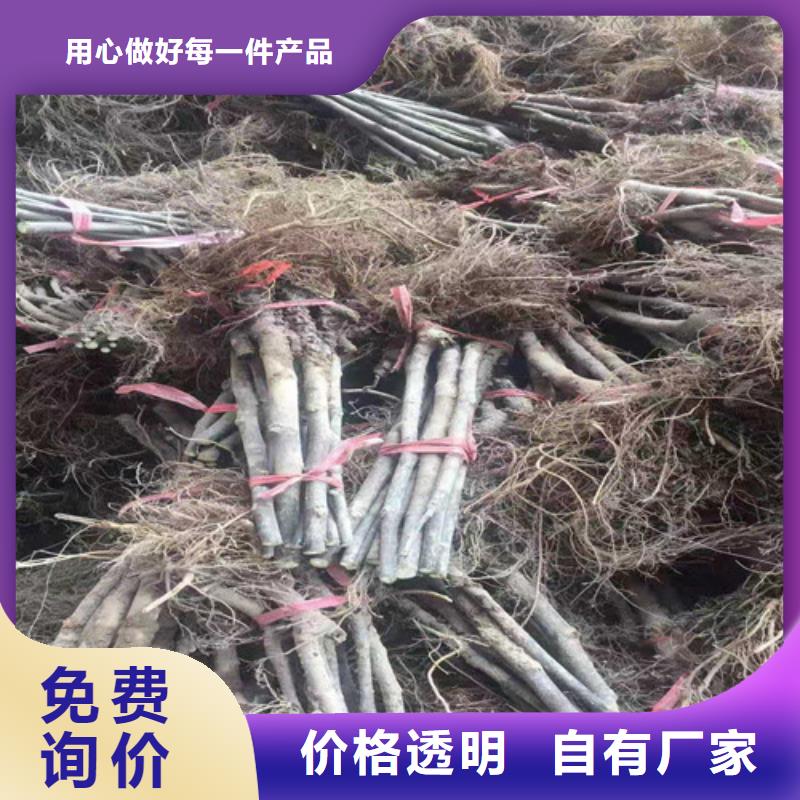 无花果辣椒苗24小时下单发货