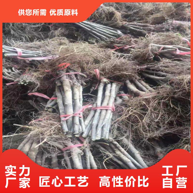 梨树苗视频-安徽省宿州市兴业梨树苗可服务区域灵璧|埇桥|六安|宣城|安庆|芜湖等