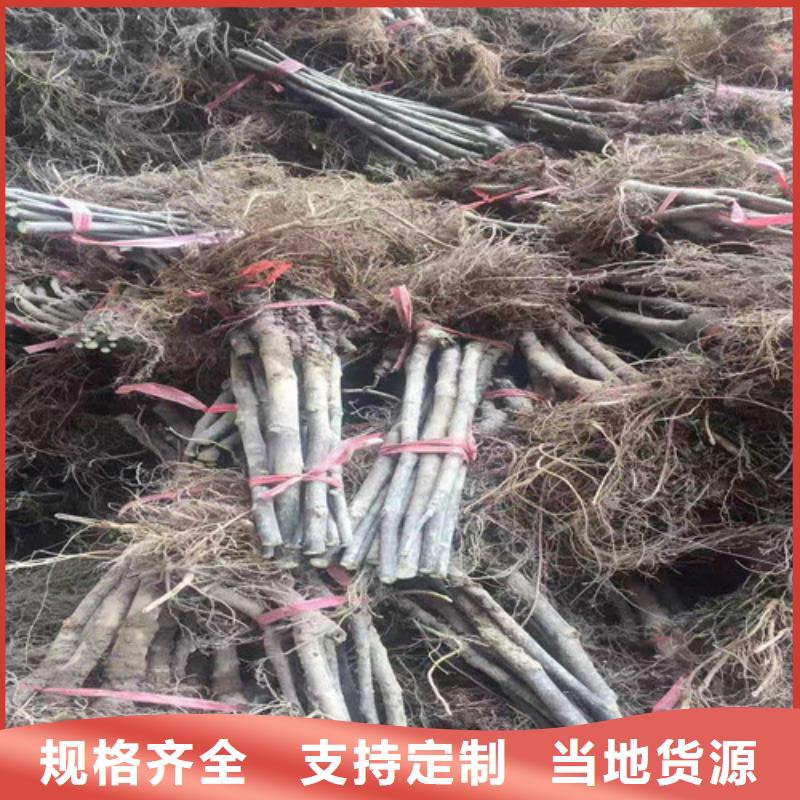 无花果,红耔山楂苗性价比高