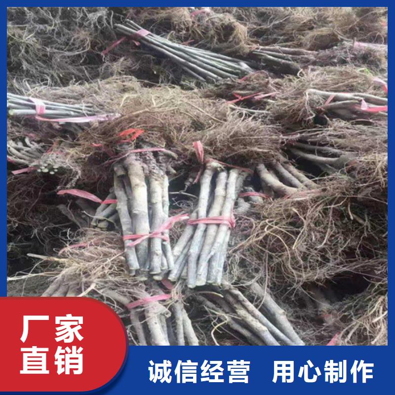 梨树苗视频-梨树苗_西藏林芝市市场覆盖察隅|墨脱|那曲|昌都|山南|阿里|日喀则|拉萨等