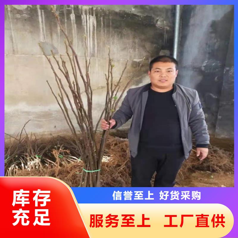无花果蓝莓苗厂家直销售后完善