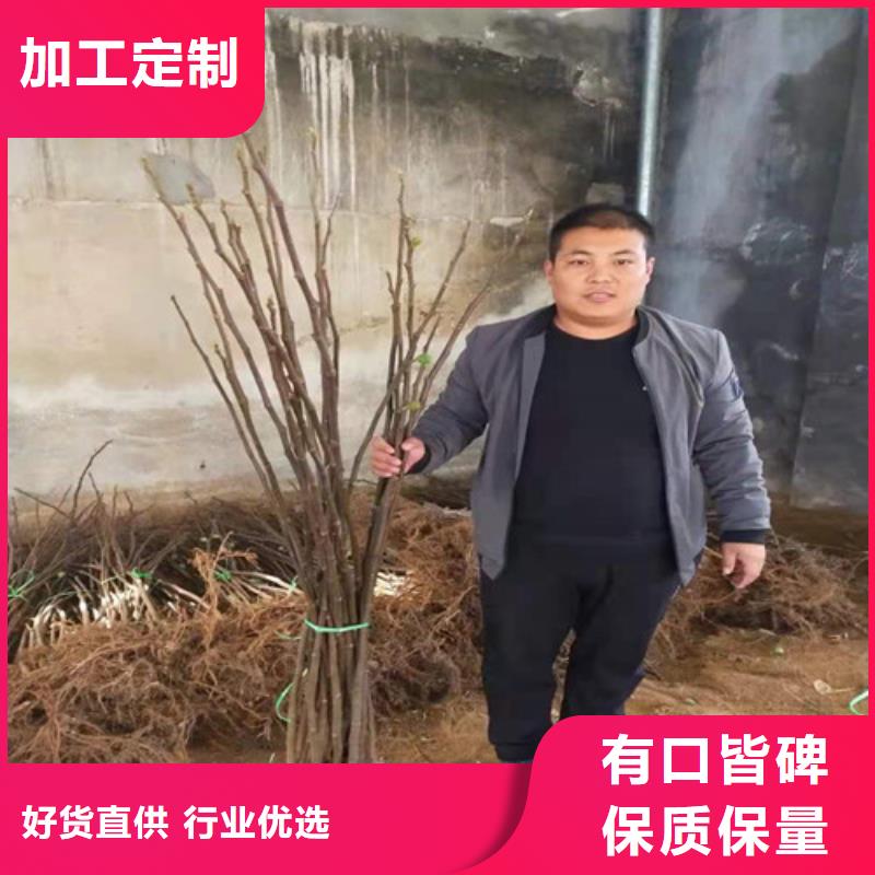 无花果,棠梨苗不断创新