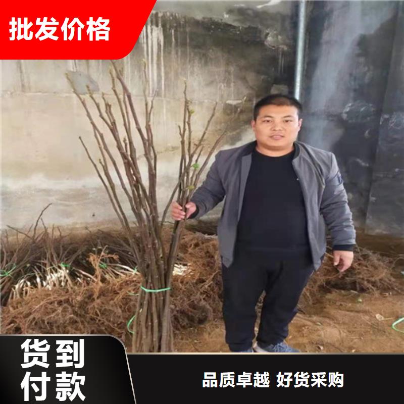 无花果西瓜苗当日价格