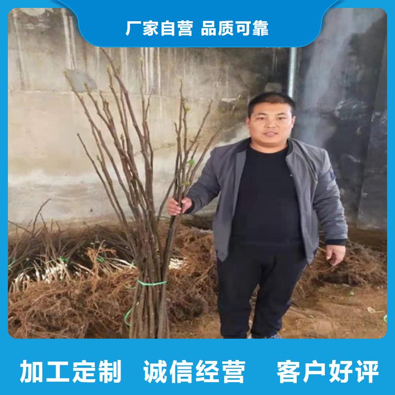 梨树苗视频-梨树苗(兴业)覆盖地域山东省济南市章丘|槐荫|淄博|泰安|潍坊|枣庄|菏泽