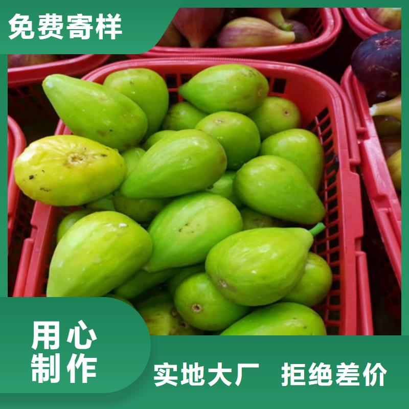 无花果山楂苗货源稳定