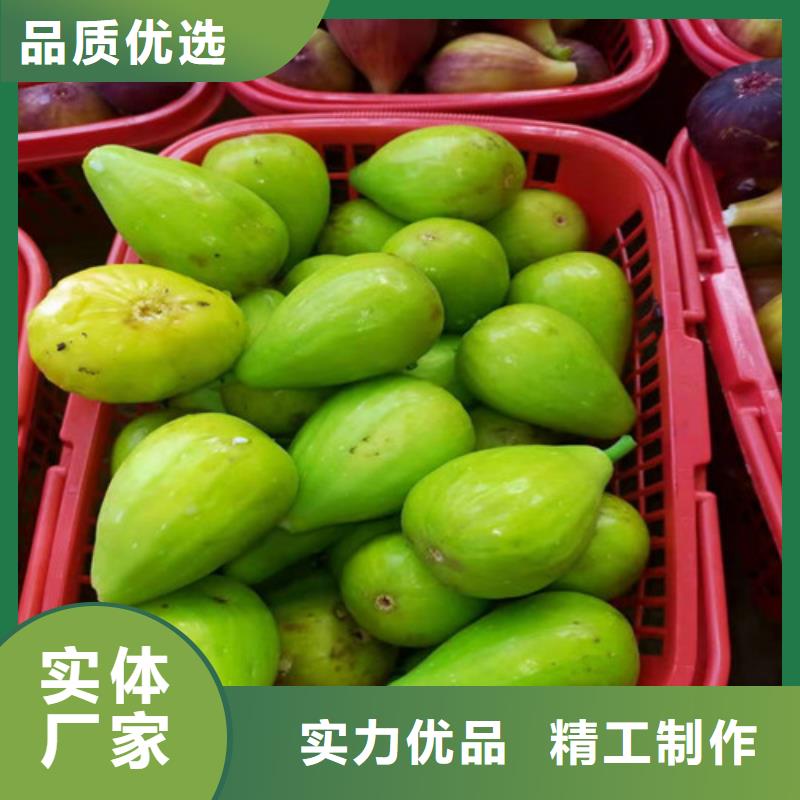无花果,【薄壳板栗苗】从源头保证品质-市场覆盖|埇桥|萧县|蚌埠|黄山|宣城|滁州|安庆-诚信商务网