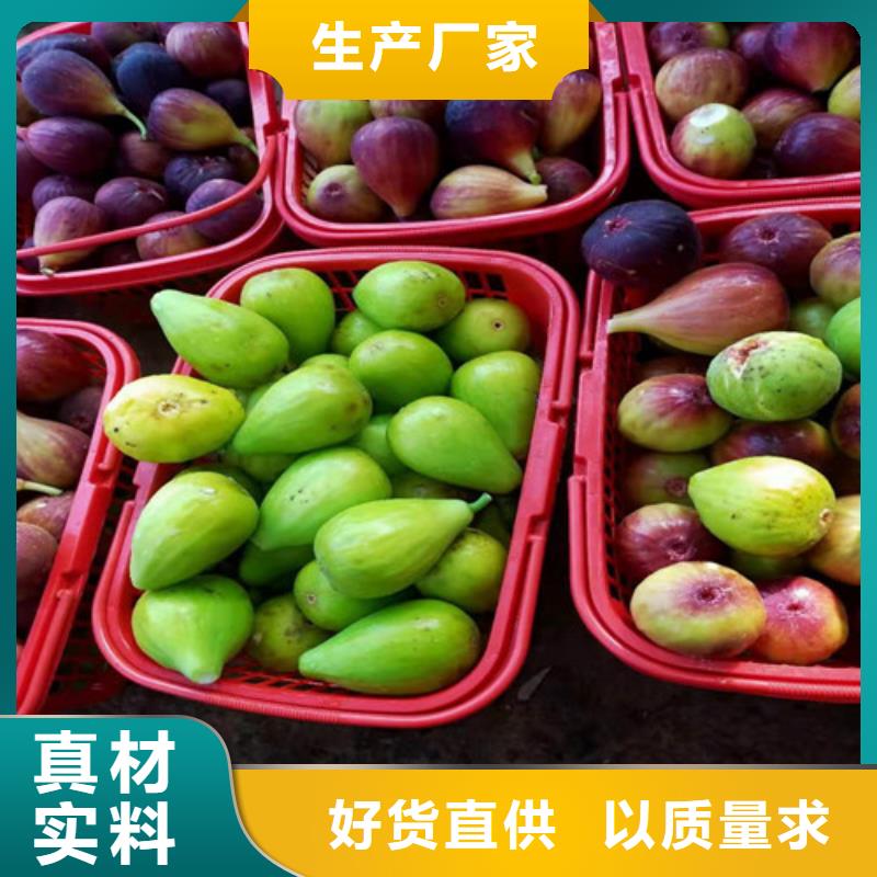 无花果,红耔山楂苗性价比高