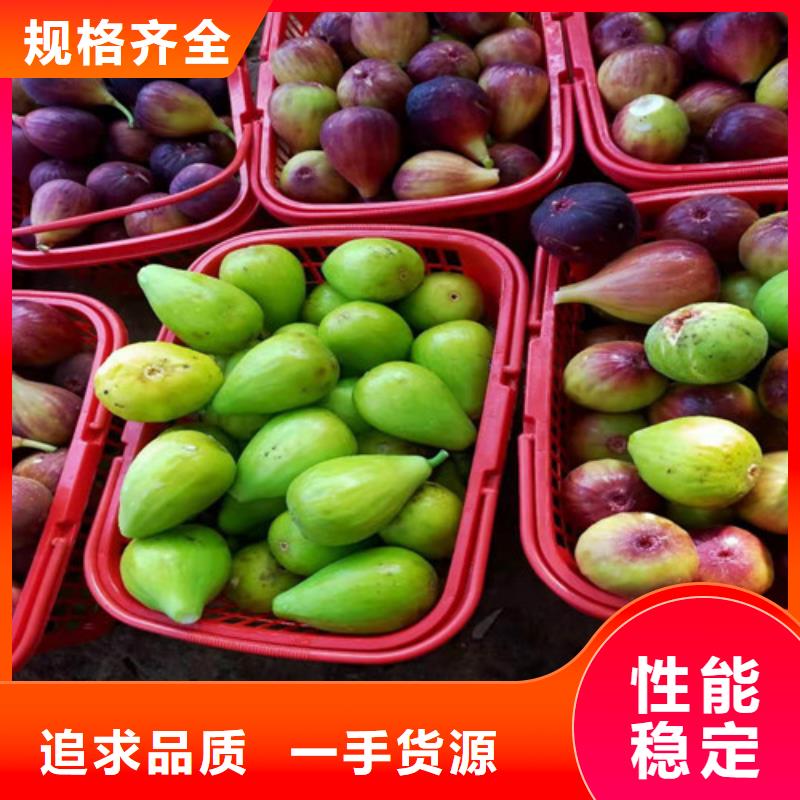 无花果西瓜苗当日价格