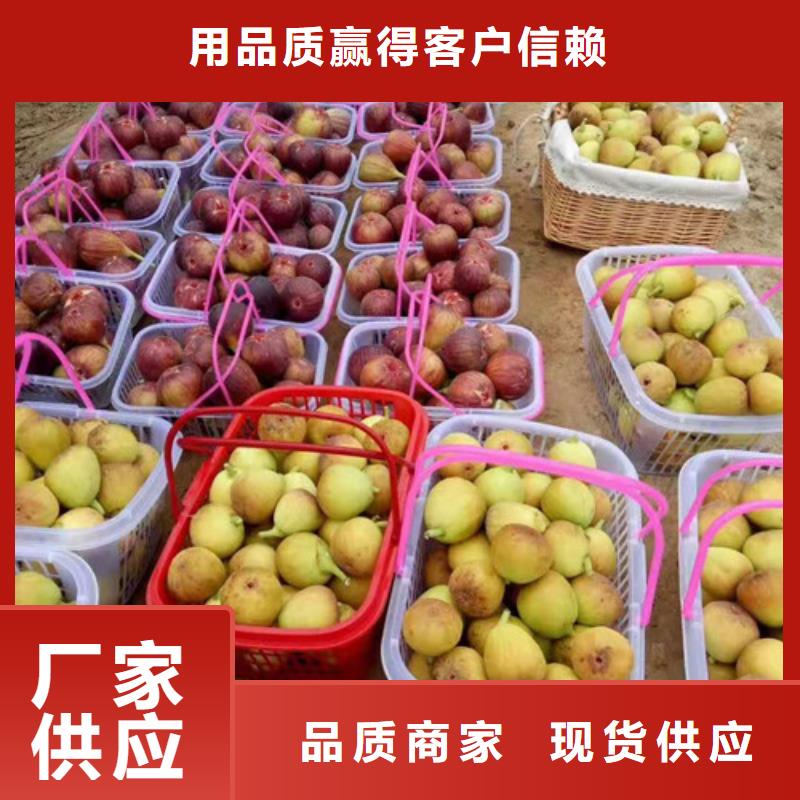 梨树苗视频-梨树苗_西藏林芝市市场覆盖察隅|墨脱|那曲|昌都|山南|阿里|日喀则|拉萨等