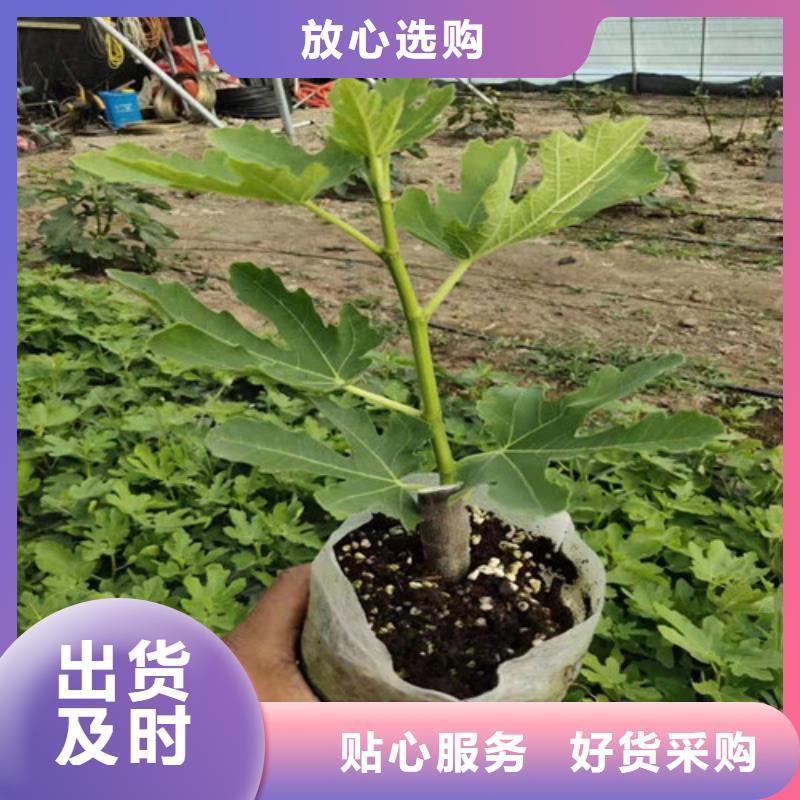 无花果,红耔山楂苗性价比高