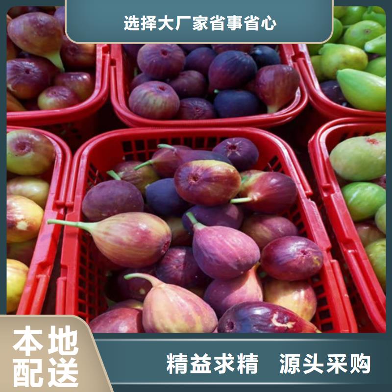 无花果,【薄壳板栗苗】从源头保证品质-市场覆盖|埇桥|萧县|蚌埠|黄山|宣城|滁州|安庆-诚信商务网