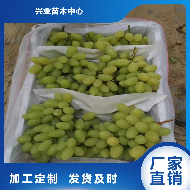 葡萄苹果苗源头厂商