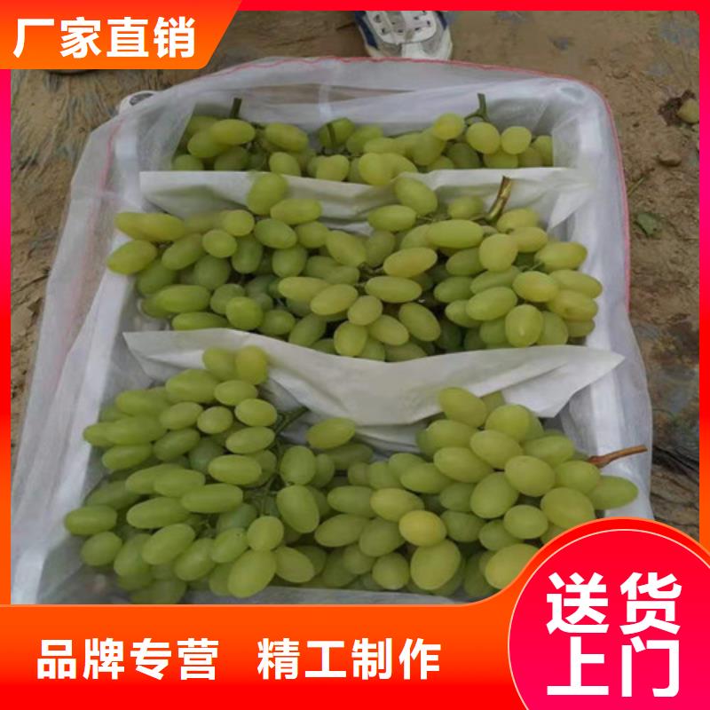 葡萄大棚草莓苗符合标准
