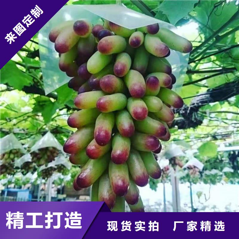 葡萄葡萄苗好货直销