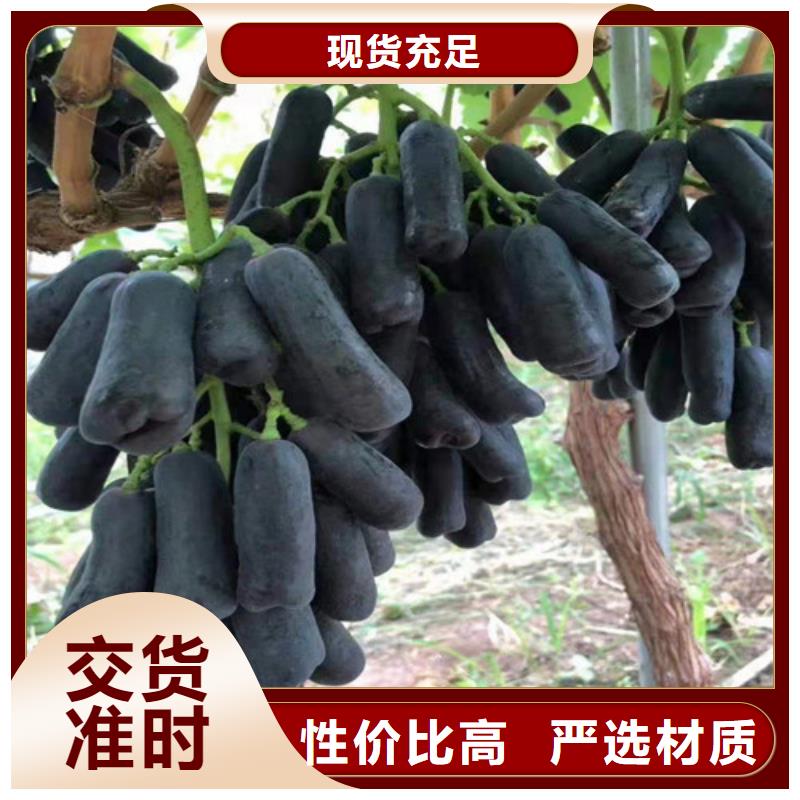 葡萄车厘子苗市场行情