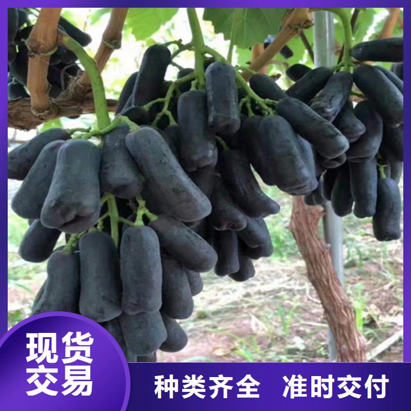 葡萄,【板栗苗】自主研发