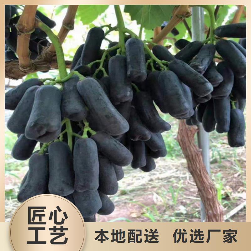 葡萄_香椿树苗送货上门